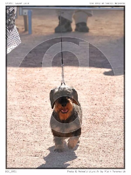 CH. Just a gigolo de la Cascade d'Orion - 1er 1exc classe travail, CACS, MEILLEUR de RACE