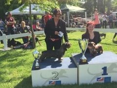 CH. Just a gigolo de la Cascade d'Orion - 1er 1exc classe travail, CACS, MEILLEUR de RACE, 2ème de groupe