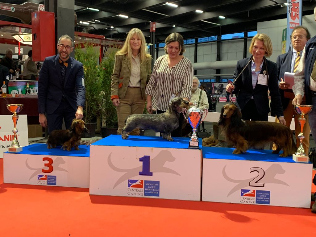 CH. Just a gigolo de la Cascade d'Orion - CACIB, Meilleur de race, Meilleur de groupe