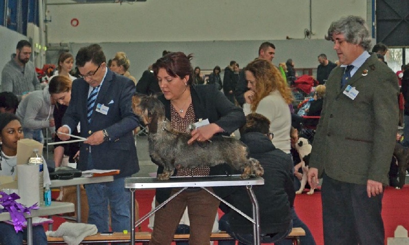 CH. Just a gigolo de la Cascade d'Orion - 1er exc classe travail, CACS, CACIB, MEILLEUR de RACE