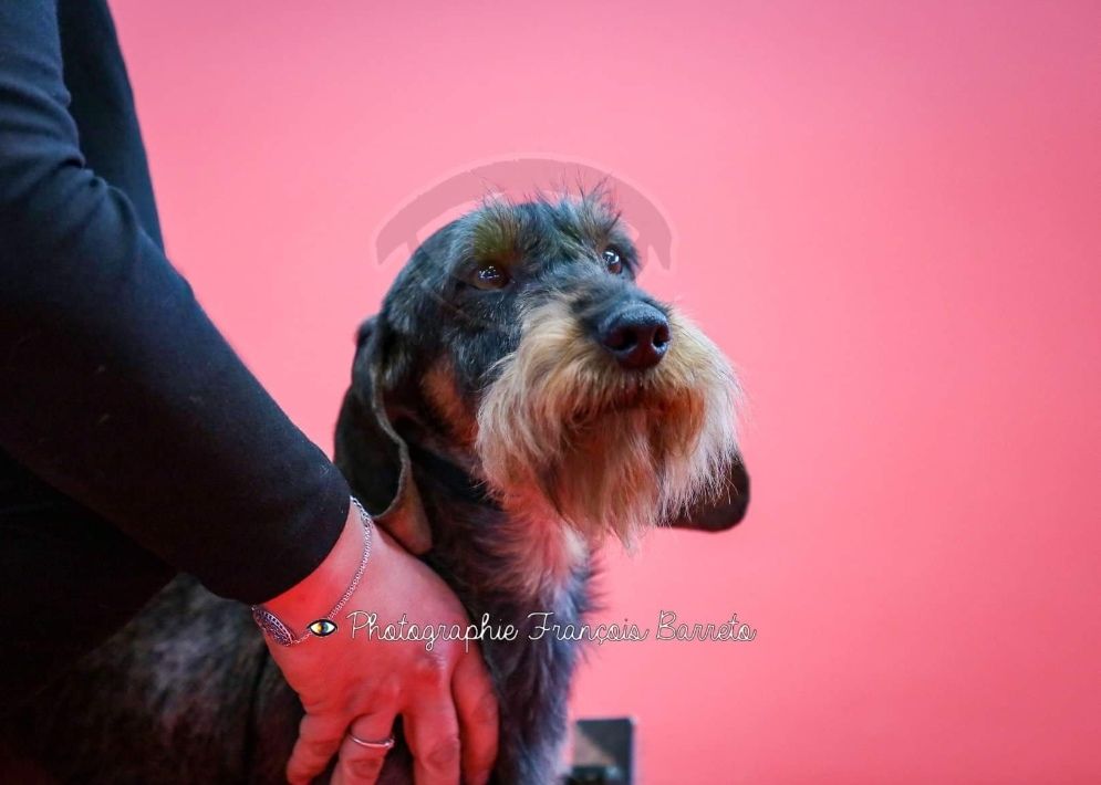 CH. Just a gigolo de la Cascade d'Orion - 1er exc classe champion,CACIB , Meilleur de race