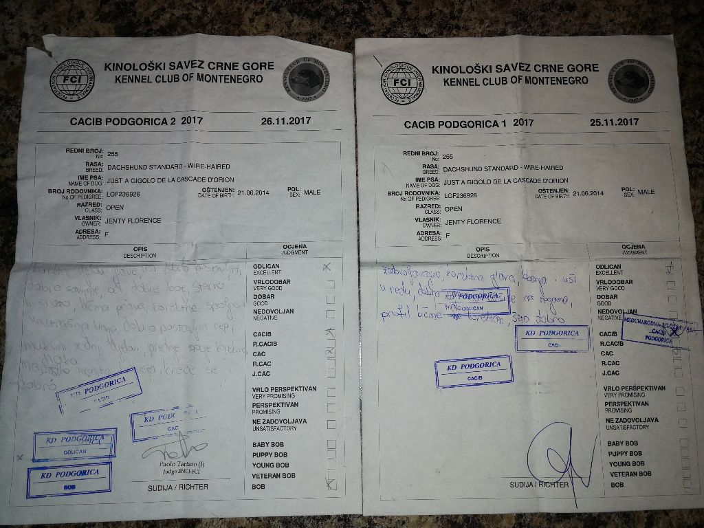 CH. Just a gigolo de la Cascade d'Orion - CACS, CACIB