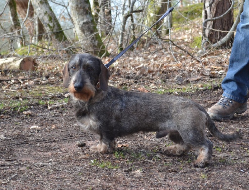 CH. Just a gigolo de la Cascade d'Orion - SP/J 3èmé prix A 62 points.