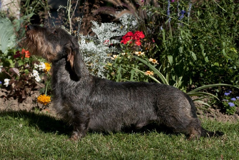 CH. Just a gigolo de la Cascade d'Orion - 1Exc classe champion , RCACIB