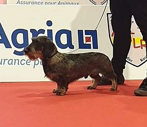 CH. Just a gigolo de la Cascade d'Orion - 1er exc classe champion, RCACIB