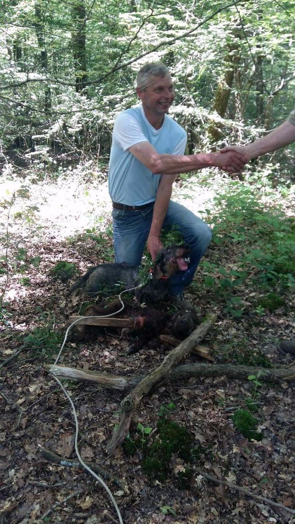 CH. Just a gigolo de la Cascade d'Orion - 2ème prix, 75 points