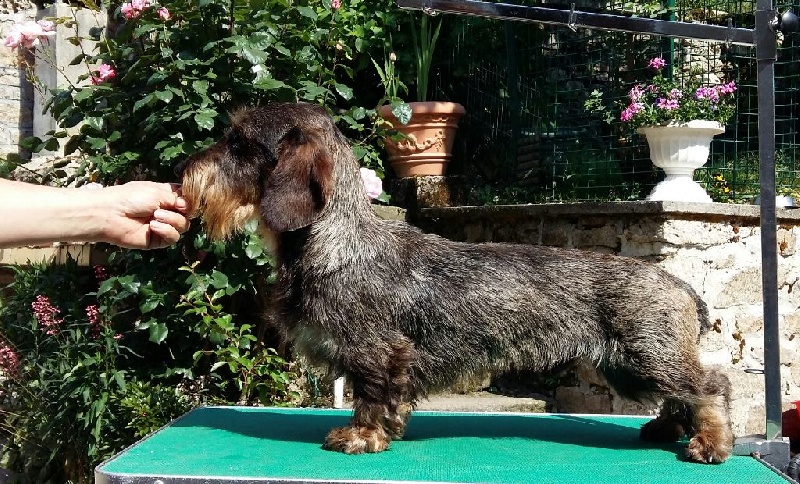 CH. Just a gigolo de la Cascade d'Orion - 1er exc, Meilleur jeune de race , meilleur jeune poil dur