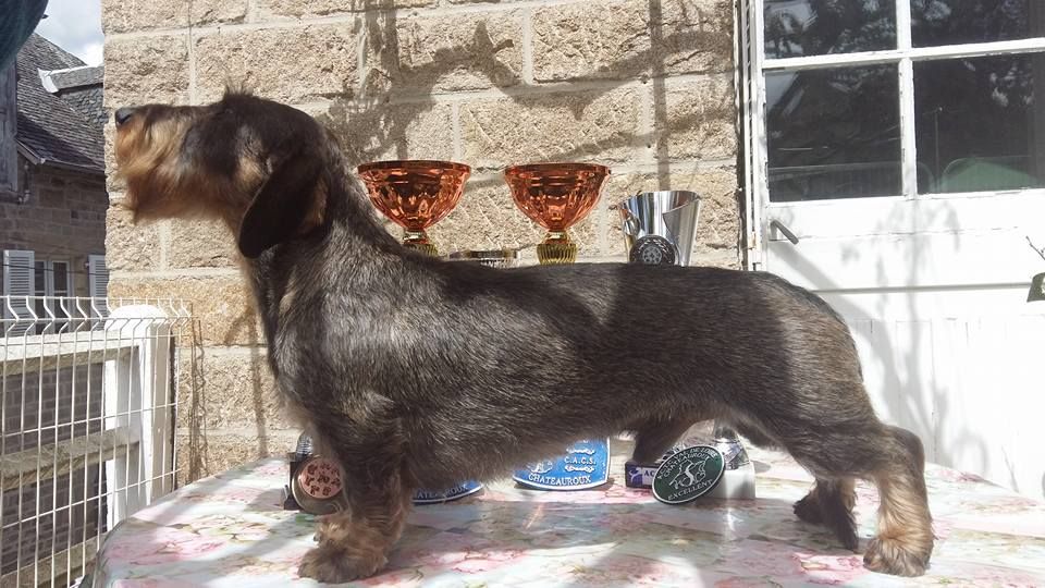 CH. Just a gigolo de la Cascade d'Orion - 1er exc classe travail, CACS, Meilleur de race, 3ème de groupe