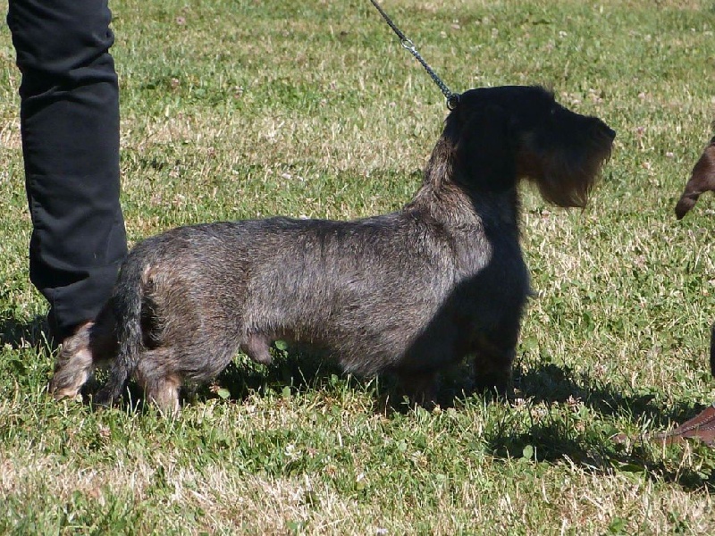 CH. Just a gigolo de la Cascade d'Orion - 1er exc classe travail, CACS