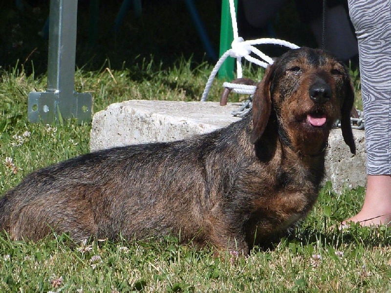 CH. Djena de la Bestio del Gevaudan - 2ème exc classe vétéran