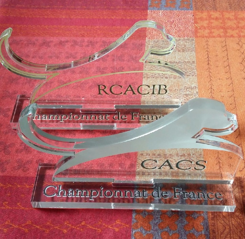 CH. Just a gigolo de la Cascade d'Orion - 1exc classe travail, CACS, RCACIB