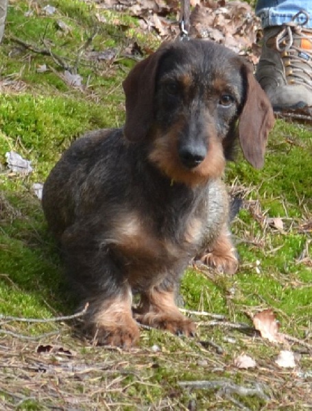 J'te kiffe de la Cascade d'Orion - SP/J 1er Prix A 97 points