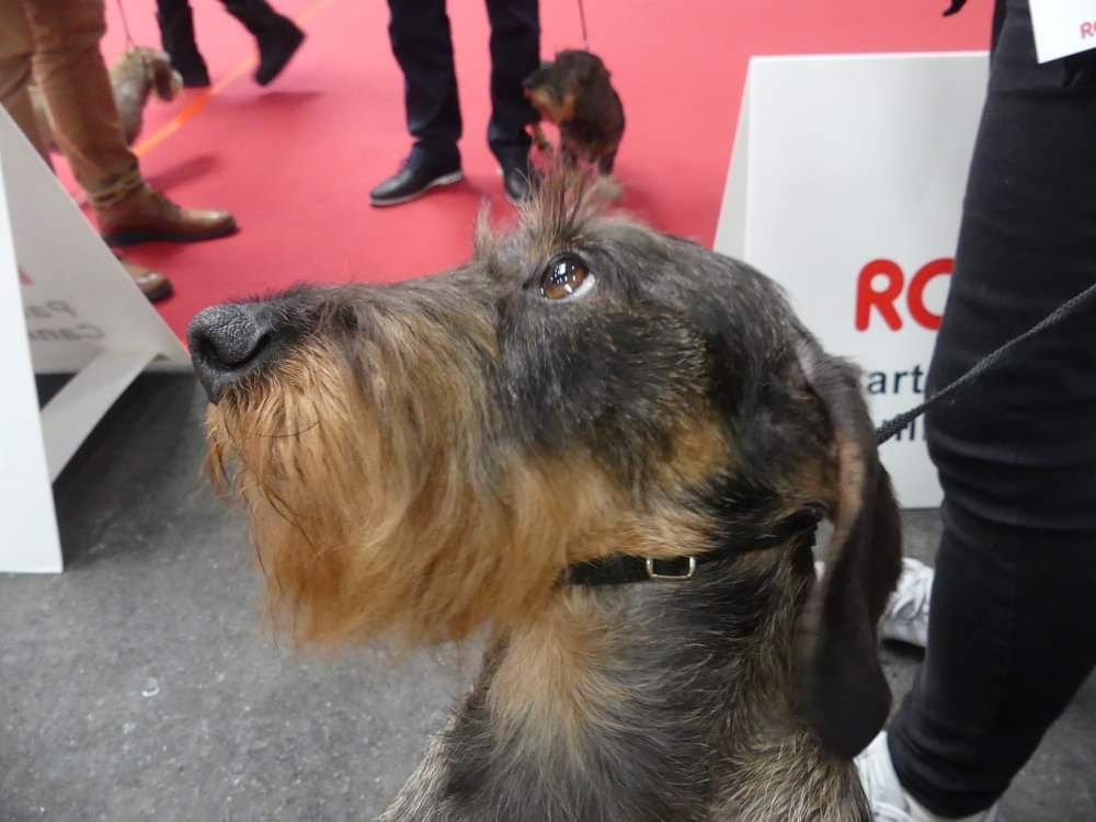 CH. Just a gigolo de la Cascade d'Orion - 1er exc classe champion, CACIB