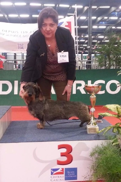 CH. Just a gigolo de la Cascade d'Orion - 1er exc classe travail, CACS, Meilleur de race et 3ème de Groupe