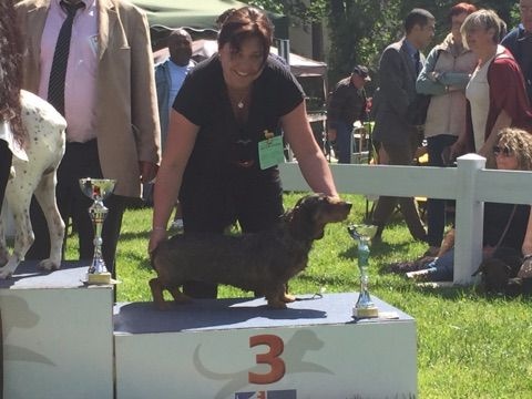 CH. Djena de la Bestio del Gevaudan - 1ère exc classe vétéran, 3ème vétéran de l'exposition