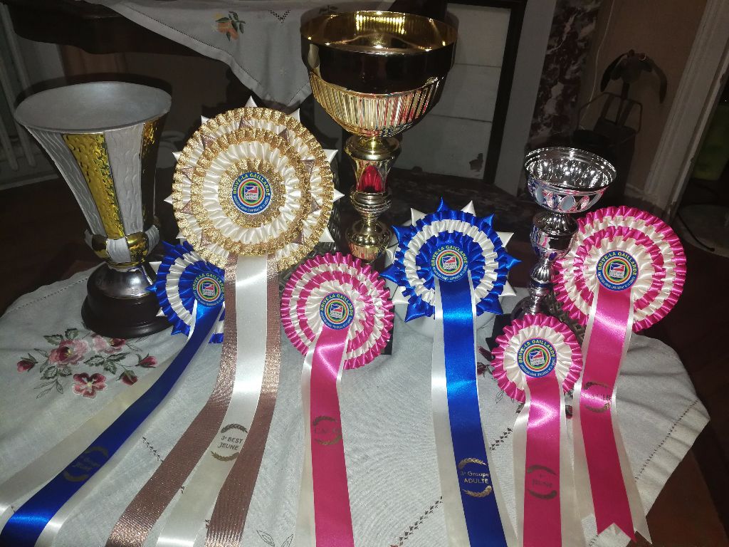 CH. Just a gigolo de la Cascade d'Orion - 1 er exc classe champion, CACIB, Meilleur de sexe opposé