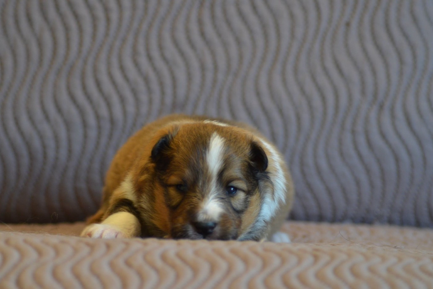 CHIOT 2