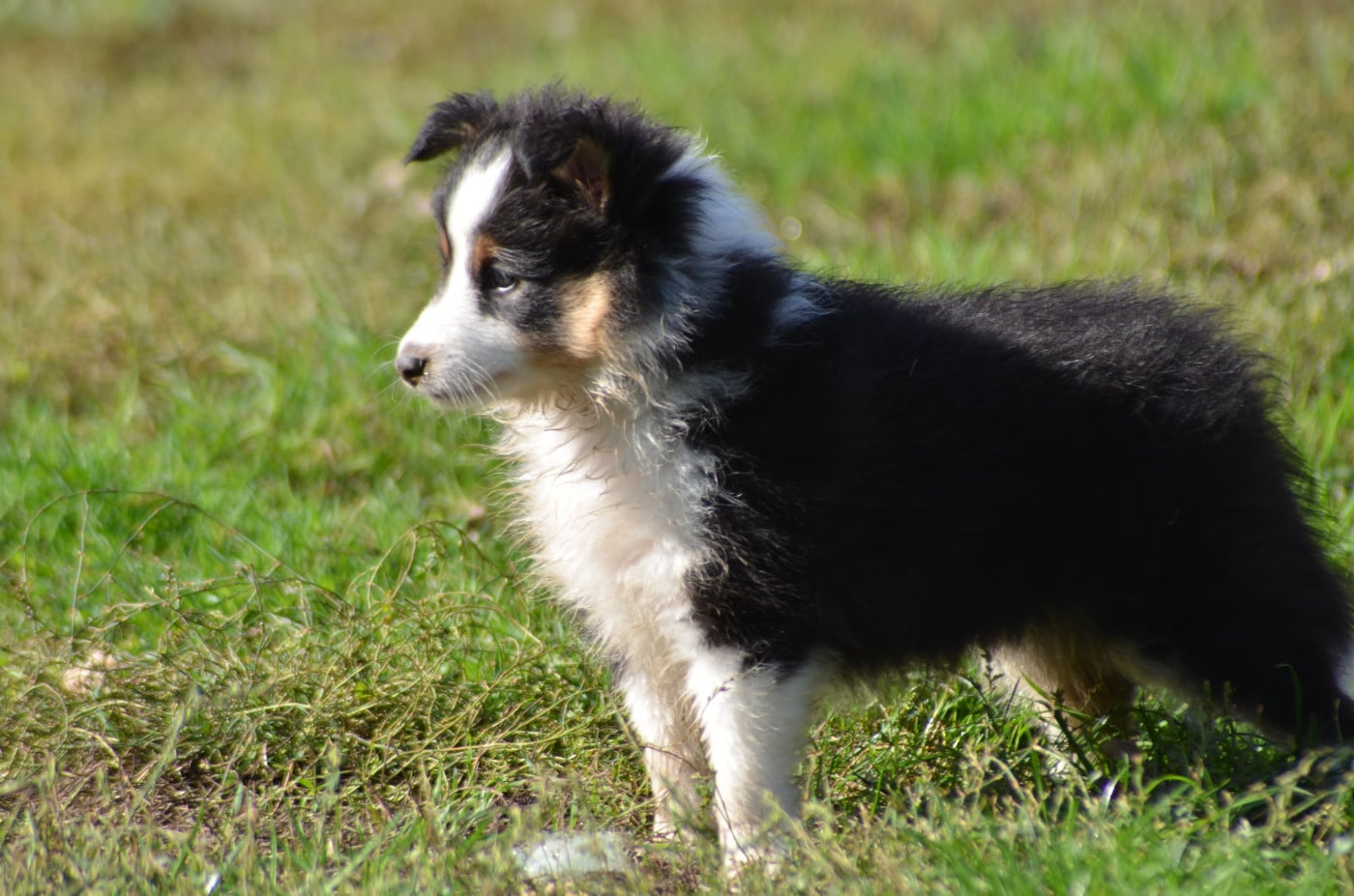 CHIOT 1