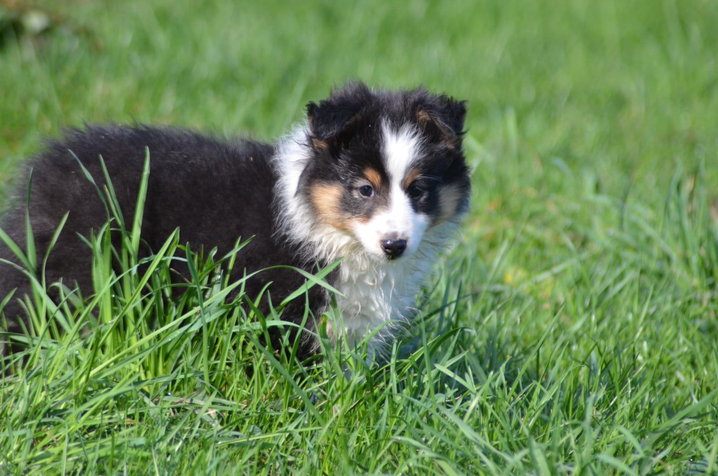 CHIOT 1