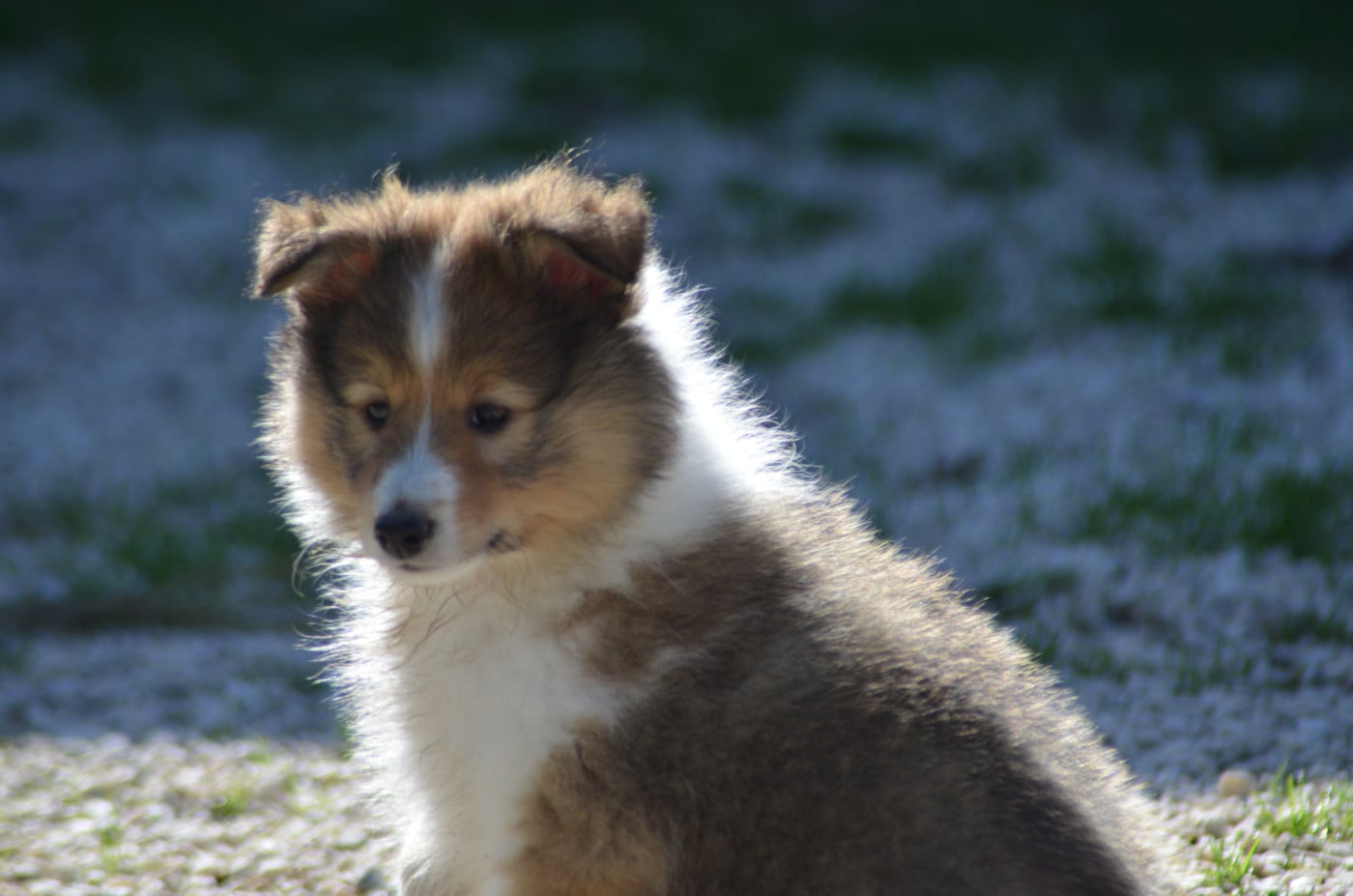 CHIOT 3