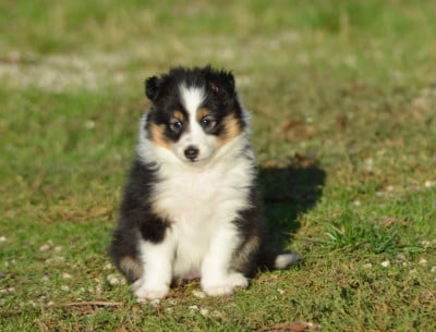Shetland Sheepdog