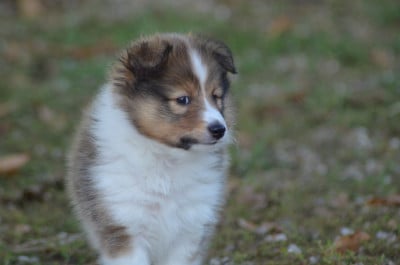 CHIOT 3 - Shetland Sheepdog