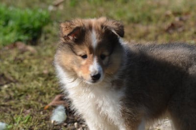 Les chiots de Shetland Sheepdog
