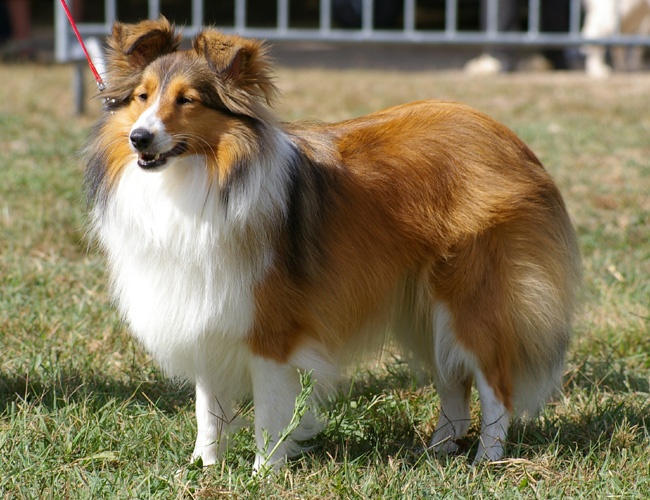 Cassiopée de Pairandou - 1ère excellente