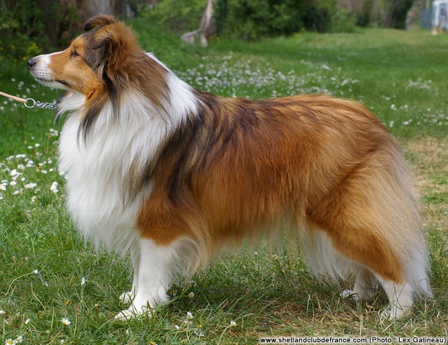 Cassiopée de Pairandou - Excellent