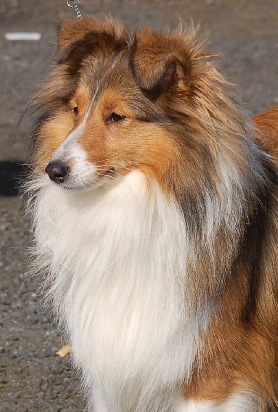 Cassiopée de Pairandou - 2è excellente