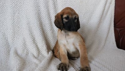 Les chiots de Levrier afghan