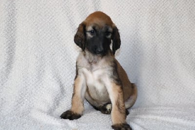 Les chiots de Levrier afghan