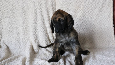 Les chiots de Levrier afghan