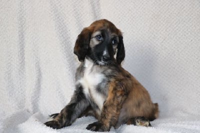 Les chiots de Levrier afghan