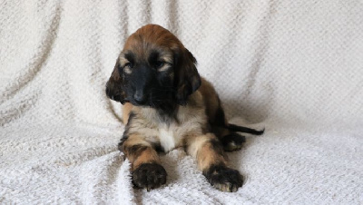 Les chiots de Levrier afghan