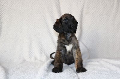 Les chiots de Levrier afghan