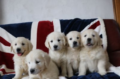 Les chiots de Golden Retriever