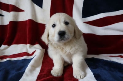 Les chiots de Golden Retriever