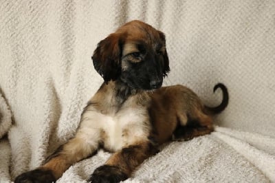 Les chiots de Levrier afghan