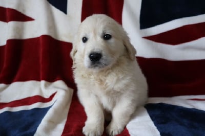 Les chiots de Golden Retriever