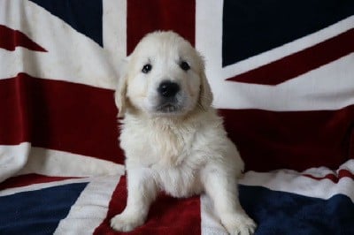 Golden Retriever - domaine du hameau du fayel