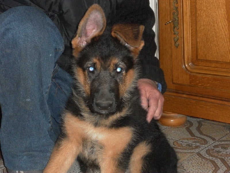 Publication : des Balcons de Louqsor Auteur : Lépine Franck Pierre