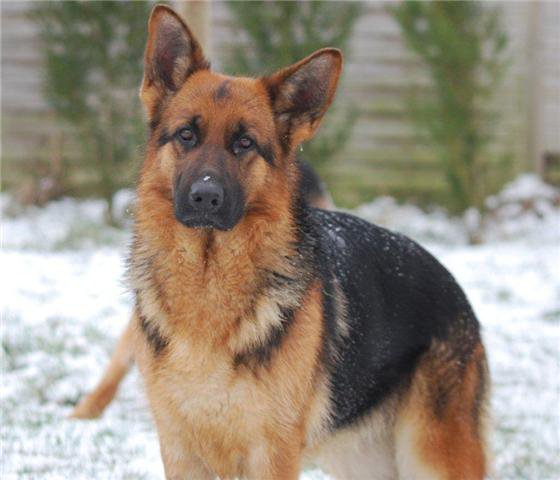 Publication : des Balcons de Louqsor Auteur : LEPINE PIERRE