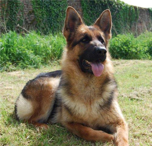 Publication : des Balcons de Louqsor Auteur : LEPINE PIERRE