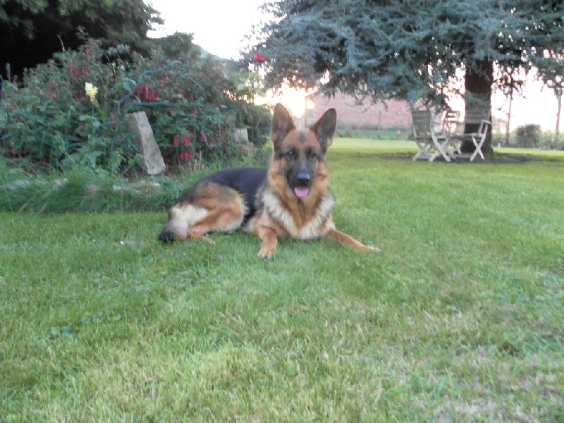 Publication : des Balcons de Louqsor Auteur : LEPINE PIERRE