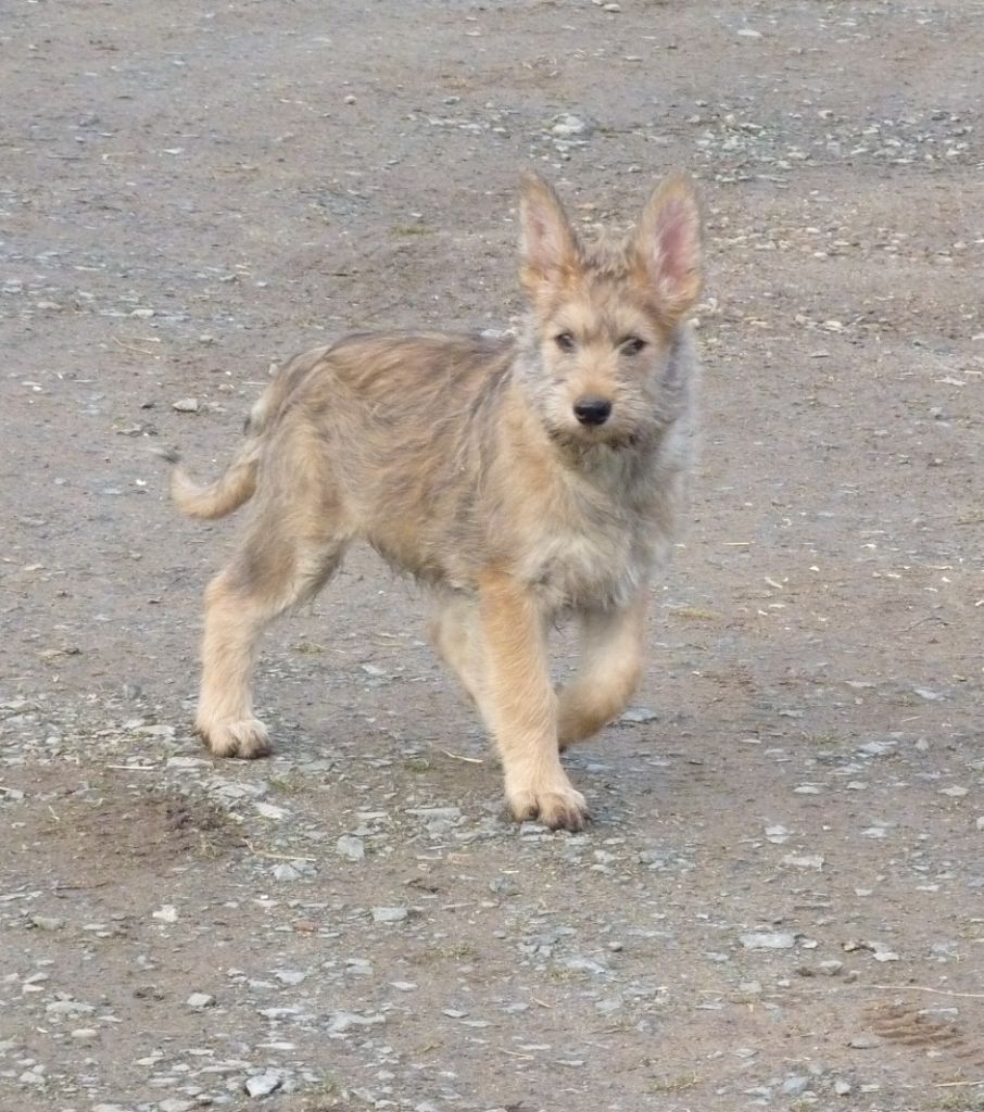 +vaya du domaine de sursaint