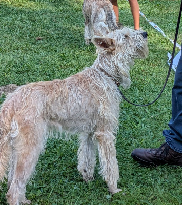 Étalon Berger de Picardie - +vaya du domaine de sursaint