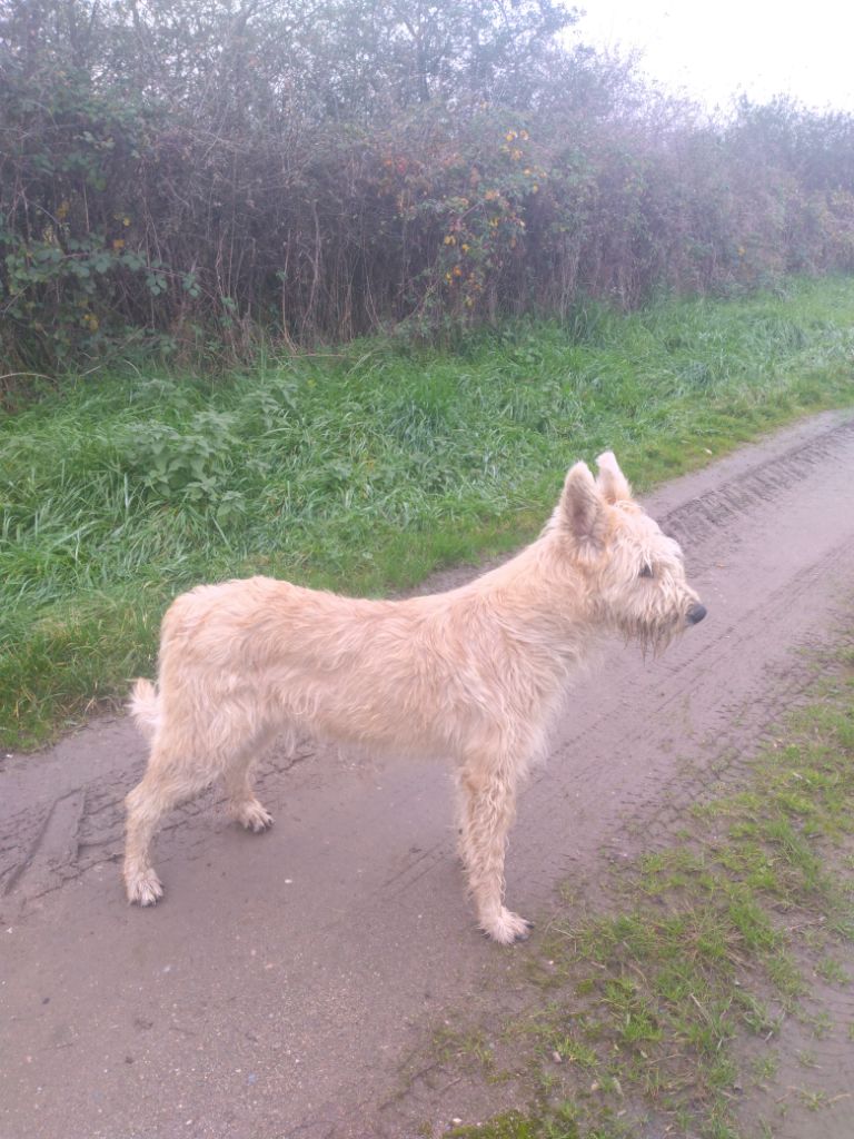 +vaya du domaine de sursaint