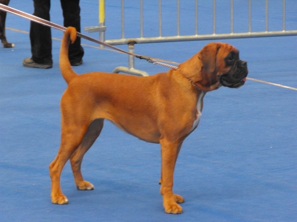 Enjy du faubourg des hirondelles - Très Prometteur - Meilleur Boxer PUPPY