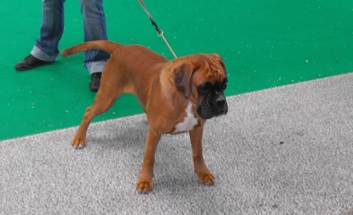 Enjy du faubourg des hirondelles - Très prometteur